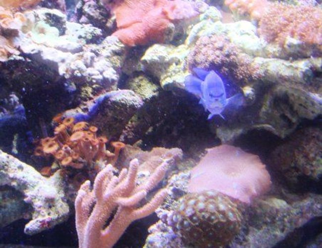 saltwater fish - chrysiptera cyanea - blue damselfish stocking in 46 gallons tank - the blue damsel is a ham saltwater fish - chrysiptera cyanea - blue damselfish stocking in 46 gallons tank - the blue damsel is a ham