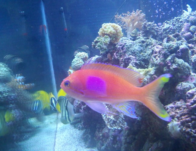saltwater fish - pseudoanthias pleurotaenia - squareback anthias stocking in 120 gallons tank - square back anthias saltwater fish - pseudoanthias pleurotaenia - squareback anthias stocking in 120 gallons tank - square back anthias
