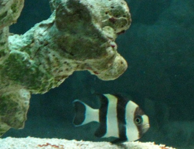 saltwater fish - dascyllus melanurus - four stripe damselfish stocking in 50 gallons tank - Black and Yellow Damsel saltwater fish - dascyllus melanurus - four stripe damselfish stocking in 50 gallons tank - Black and Yellow Damsel