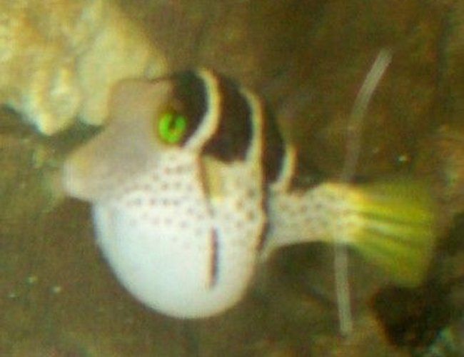 saltwater fish - canthigaster valentini - saddle valentini puffer stocking in 55 gallons tank - Valentini Puffer Puffed
New2hobby saltwater fish - canthigaster valentini - saddle valentini puffer stocking in 55 gallons tank - Valentini Puffer Puffed
New2hobby
