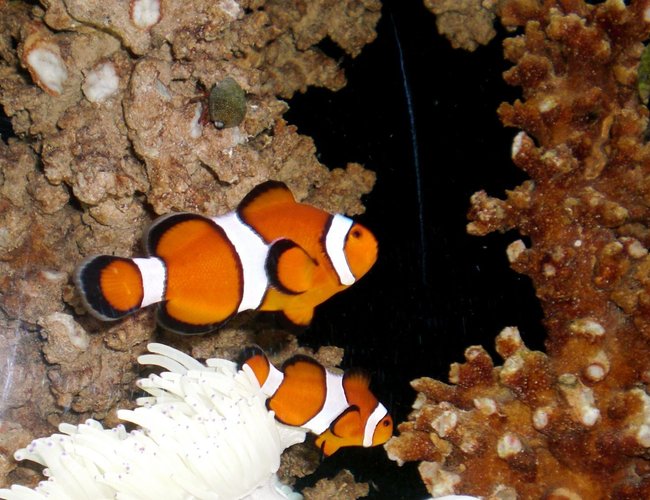 saltwater fish - amphiprion percula - true percula clownfish stocking in 50 gallons tank - Percula clowns saltwater fish - amphiprion percula - true percula clownfish stocking in 50 gallons tank - Percula clowns