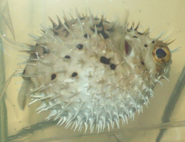 saltwater fish - diodon holocanthus - porcupine puffer stocking in 55 gallons tank - Porcupine Puffer (named Grim) Puffed up
Diodon Holacanthus
New2hobby saltwater fish - diodon holocanthus - porcupine puffer stocking in 55 gallons tank - Porcupine Puffer (named Grim) Puffed up
Diodon Holacanthus
New2hobby