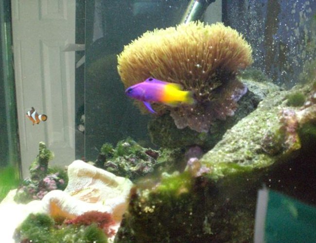 saltwater fish - gramma loreto - royal gramma basslet stocking in 14 gallons tank - My Royal Gramma! He's so pretty, but sadly he has no name :( Any suggestions? saltwater fish - gramma loreto - royal gramma basslet stocking in 14 gallons tank - My Royal Gramma! He's so pretty, but sadly he has no name :( Any suggestions?