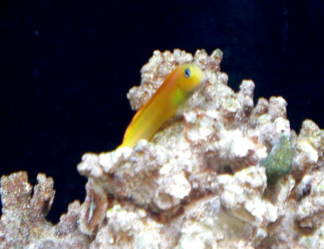 saltwater fish - ecsenius midas - midas blenny stocking in 50 gallons tank - Midas Blenny saltwater fish - ecsenius midas - midas blenny stocking in 50 gallons tank - Midas Blenny