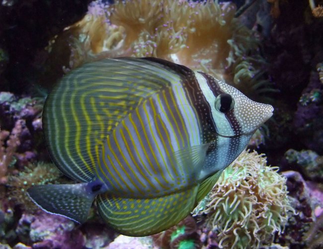 saltwater fish - zebrasoma desjardini - sailfin tang, desjardini stocking in 130 gallons tank - Nice Sailfin Tang :) saltwater fish - zebrasoma desjardini - sailfin tang, desjardini stocking in 130 gallons tank - Nice Sailfin Tang :)
