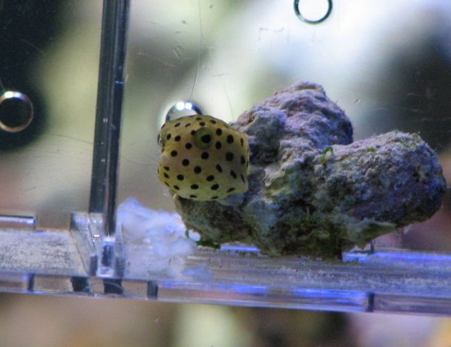saltwater fish - ostracion cubicus - cubicus boxfish stocking in 125 gallons tank - my boxfish saltwater fish - ostracion cubicus - cubicus boxfish stocking in 125 gallons tank - my boxfish
