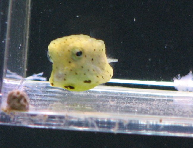 saltwater fish - ostracion cubicus - cubicus boxfish stocking in 125 gallons tank - my cowfish saltwater fish - ostracion cubicus - cubicus boxfish stocking in 125 gallons tank - my cowfish