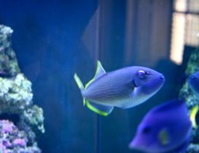 saltwater fish - odonus niger - niger triggerfish stocking in 210 gallons tank - Yeah, He is reef safe. So far. saltwater fish - odonus niger - niger triggerfish stocking in 210 gallons tank - Yeah, He is reef safe. So far.