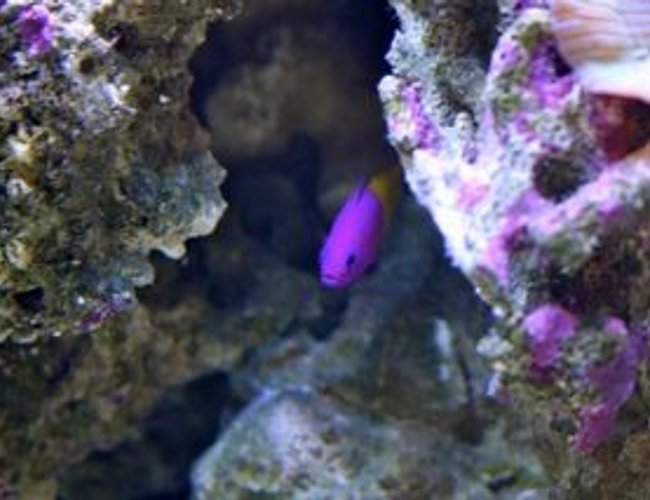 saltwater fish - pictichromis paccagnellae - bicolor dottyback stocking in 210 gallons tank - Cave Dweller. Bicolor Psuedochromis saltwater fish - pictichromis paccagnellae - bicolor dottyback stocking in 210 gallons tank - Cave Dweller. Bicolor Psuedochromis
