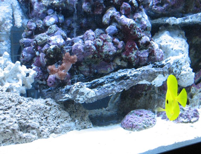 saltwater fish - zebrasoma flavescens - yellow tang - hawaii stocking in 55 gallons tank - yellow tang saltwater fish - zebrasoma flavescens - yellow tang - hawaii stocking in 55 gallons tank - yellow tang