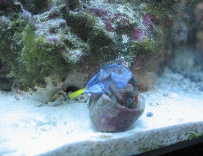 saltwater fish - paracanthurus hepatus - blue tang stocking in 55 gallons tank - poor fella saltwater fish - paracanthurus hepatus - blue tang stocking in 55 gallons tank - poor fella