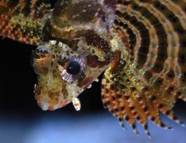 saltwater fish - dendrochirus brachypterus - fuzzy dwarf lionfish stocking in 150 gallons tank - Fuzzy Dwarf Lionfish saltwater fish - dendrochirus brachypterus - fuzzy dwarf lionfish stocking in 150 gallons tank - Fuzzy Dwarf Lionfish
