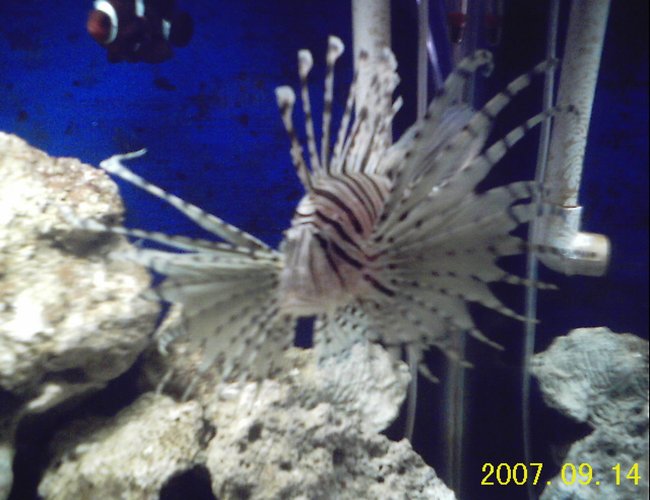 saltwater fish - dendrochirus zebra - dwarf/zebra lionfish stocking in 130 gallons tank - my fish only tank saltwater fish - dendrochirus zebra - dwarf/zebra lionfish stocking in 130 gallons tank - my fish only tank