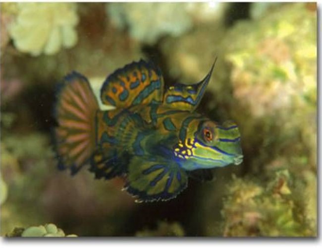 saltwater fish - pterosynchiropus splendidus var. - red mandarin stocking in 72 gallons tank - 1 of my mandarins saltwater fish - pterosynchiropus splendidus var. - red mandarin stocking in 72 gallons tank - 1 of my mandarins