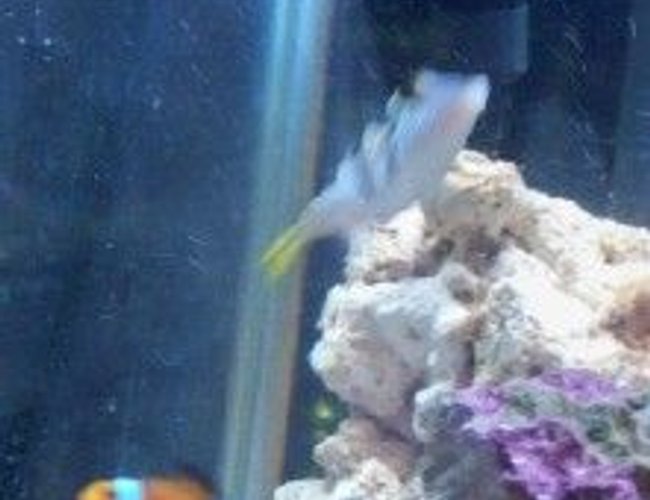 saltwater fish - canthigaster valentini - saddle valentini puffer stocking in 55 gallons tank - Grim our Porcupine Puffer at the top, Our Valentini Puffer in the middle, and our Female Mis Bar clownfish at the bottom
New2hobby saltwater fish - canthigaster valentini - saddle valentini puffer stocking in 55 gallons tank - Grim our Porcupine Puffer at the top, Our Valentini Puffer in the middle, and our Female Mis Bar clownfish at the bottom
New2hobby