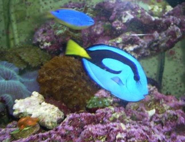 saltwater fish - paracanthurus hepatus - blue tang stocking in 125 gallons tank - "My Piece of the Ocean" saltwater fish - paracanthurus hepatus - blue tang stocking in 125 gallons tank - "My Piece of the Ocean"