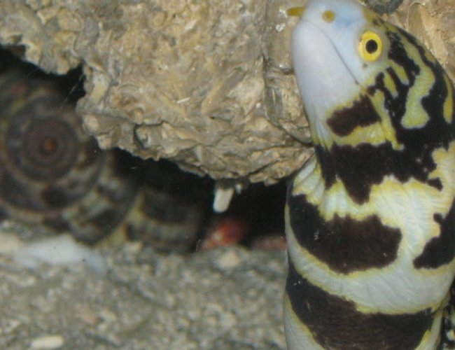 saltwater fish - echidna nebulosa - snowflake eel stocking in 75 gallons tank - Snowflake & Hermit Crab saltwater fish - echidna nebulosa - snowflake eel stocking in 75 gallons tank - Snowflake & Hermit Crab