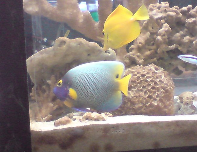 saltwater fish - pomacanthus xanthometopon - blueface angelfish stocking in 55 gallons tank - my 55 gallon tank saltwater fish - pomacanthus xanthometopon - blueface angelfish stocking in 55 gallons tank - my 55 gallon tank