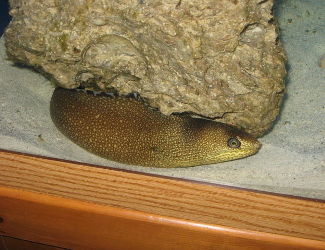 saltwater fish - gymnothorax funebris - green moray eel stocking in 75 gallons tank - My new eel saltwater fish - gymnothorax funebris - green moray eel stocking in 75 gallons tank - My new eel