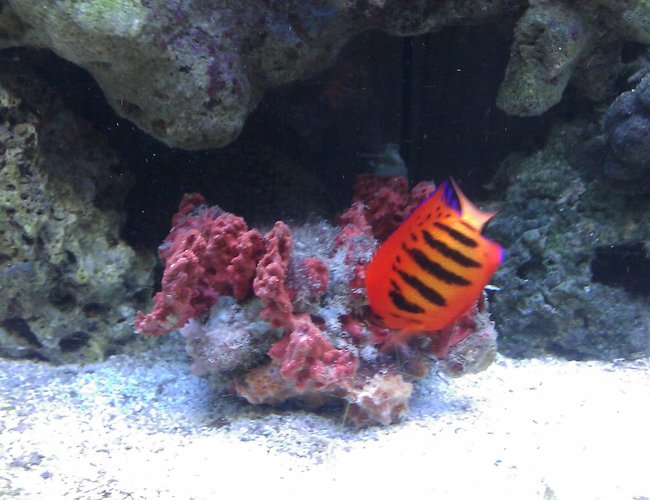 saltwater fish - centropyge loriculus - flame angelfish stocking in 55 gallons tank - Flame Angel & Spiney Oyster saltwater fish - centropyge loriculus - flame angelfish stocking in 55 gallons tank - Flame Angel & Spiney Oyster