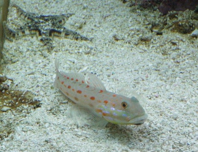 saltwater fish - valencienna puellaris - diamond watchman goby stocking in 58 gallons tank - Indo Diamond Goby and Sand Sifting Star. saltwater fish - valencienna puellaris - diamond watchman goby stocking in 58 gallons tank - Indo Diamond Goby and Sand Sifting Star.