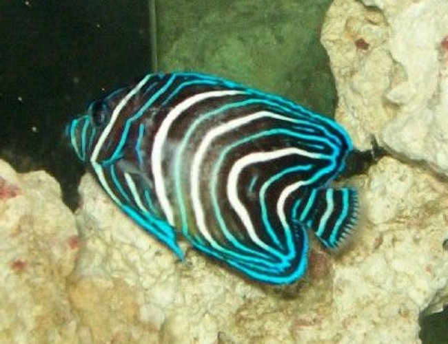 saltwater fish - pomacanthus semicirculatus - koran angelfish stocking in 55 gallons tank - Koran Angelfish starting to change
New2hobby saltwater fish - pomacanthus semicirculatus - koran angelfish stocking in 55 gallons tank - Koran Angelfish starting to change
New2hobby