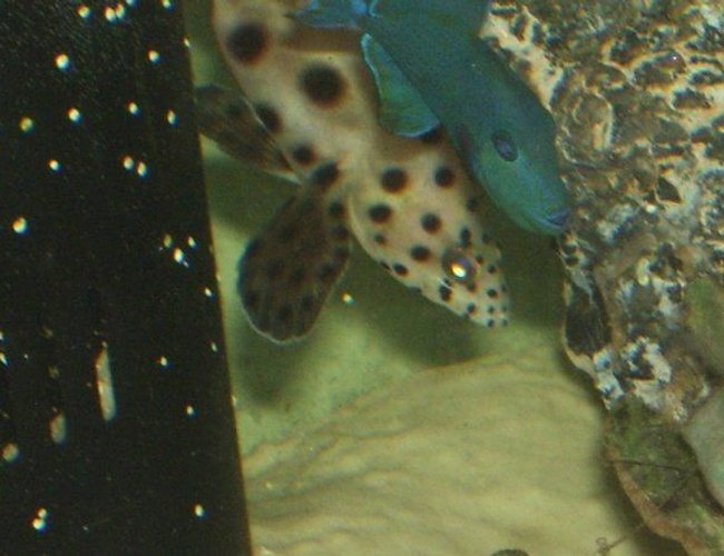 saltwater fish - cromileptes altivelis - panther grouper stocking in 90 gallons tank - panther grouper & niger trigger in my 90 gallon cat shark tank saltwater fish - cromileptes altivelis - panther grouper stocking in 90 gallons tank - panther grouper & niger trigger in my 90 gallon cat shark tank