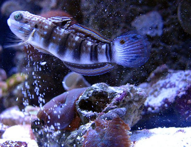 saltwater fish - amblygobius phalaena - dragon goby stocking in 44 gallons tank - Dragon Goby saltwater fish - amblygobius phalaena - dragon goby stocking in 44 gallons tank - Dragon Goby