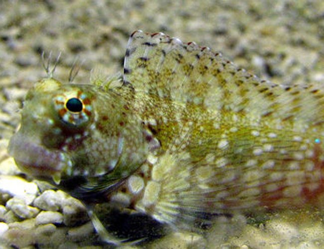 saltwater fish - salarias fasciatus - sailfin/algae blenny stocking in 44 gallons tank - Lawnmower Blenny saltwater fish - salarias fasciatus - sailfin/algae blenny stocking in 44 gallons tank - Lawnmower Blenny