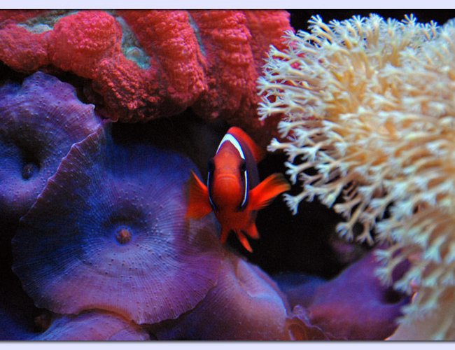 saltwater fish - amphiprion frenatus - tomato clownfish stocking in 125 gallons tank - Tomato Clown saltwater fish - amphiprion frenatus - tomato clownfish stocking in 125 gallons tank - Tomato Clown