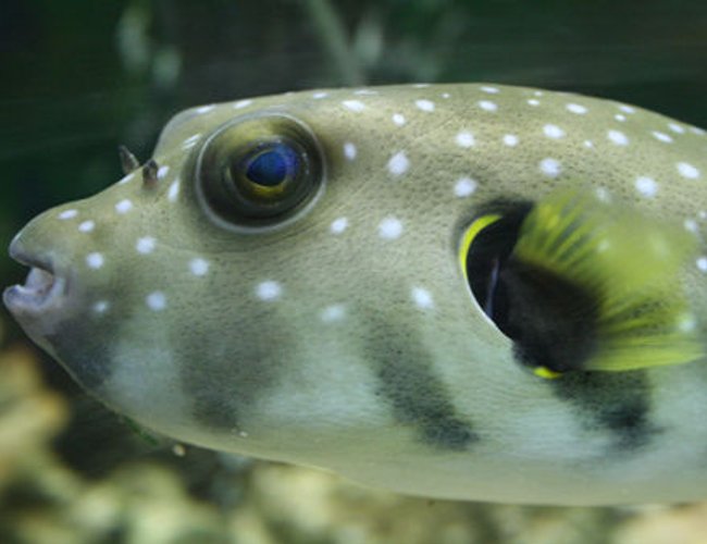 saltwater fish - arothron hispidus - stars and stripes puffer stocking in 220 gallons tank - Stars and Stripes puffer. He is a greedy boy, you can see his belly bulging after a large meal and he will take a lie down to rest! Lots of personality! saltwater fish - arothron hispidus - stars and stripes puffer stocking in 220 gallons tank - Stars and Stripes puffer. He is a greedy boy, you can see his belly bulging after a large meal and he will take a lie down to rest! Lots of personality!