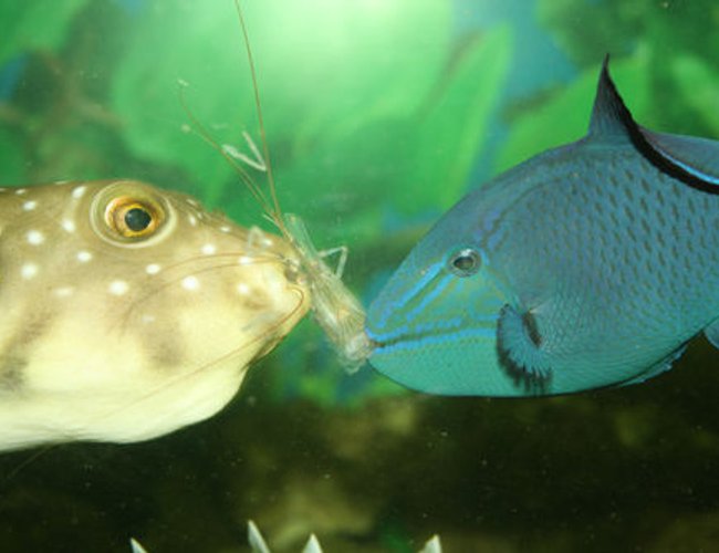 saltwater fish - odonus niger - niger triggerfish stocking in 220 gallons tank - Sharing a meal of live shrimp saltwater fish - odonus niger - niger triggerfish stocking in 220 gallons tank - Sharing a meal of live shrimp