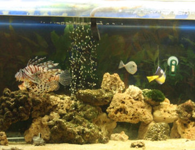 saltwater fish - arothron nigropunctatus - arothron dog face puffer stocking in 220 gallons tank - a busy tank saltwater fish - arothron nigropunctatus - arothron dog face puffer stocking in 220 gallons tank - a busy tank