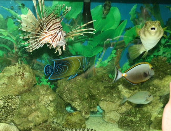 saltwater fish - naso lituratus - naso tang stocking in 220 gallons tank - stars and stripes puffer, Volian Lion, Lipstick tang, Koran Angel, picasso trigger, Blue spot tang, Snowflake moray eel saltwater fish - naso lituratus - naso tang stocking in 220 gallons tank - stars and stripes puffer, Volian Lion, Lipstick tang, Koran Angel, picasso trigger, Blue spot tang, Snowflake moray eel