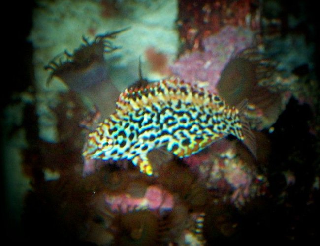 saltwater fish - macropharyngodon meleagris - leopard wrasse stocking in 90 gallons tank - nice lepord wrasse saltwater fish - macropharyngodon meleagris - leopard wrasse stocking in 90 gallons tank - nice lepord wrasse