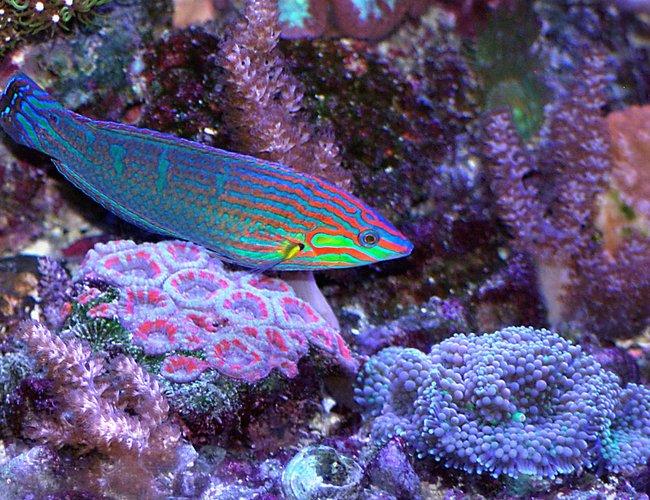 saltwater fish - halichoeres claudia - christmas wrasse stocking in 180 gallons tank - Christmas wrasse and corals saltwater fish - halichoeres claudia - christmas wrasse stocking in 180 gallons tank - Christmas wrasse and corals