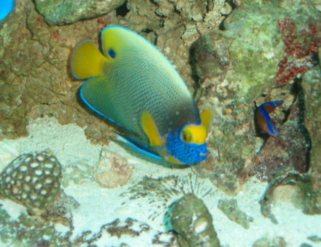 saltwater fish - pomacanthus xanthometopon - blueface angelfish stocking in 150 gallons tank - BlueFace saltwater fish - pomacanthus xanthometopon - blueface angelfish stocking in 150 gallons tank - BlueFace
