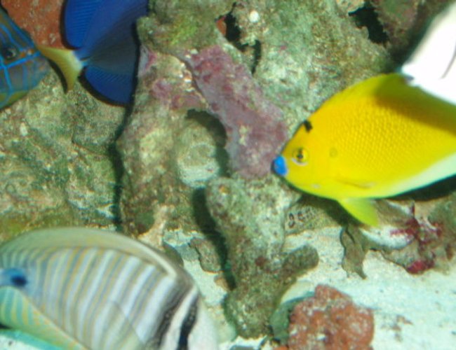 saltwater fish - centropyge flavissima - lemonpeel angelfish stocking in 150 gallons tank - Flagfin, Purple and Red Sea Sailfin Tangs saltwater fish - centropyge flavissima - lemonpeel angelfish stocking in 150 gallons tank - Flagfin, Purple and Red Sea Sailfin Tangs