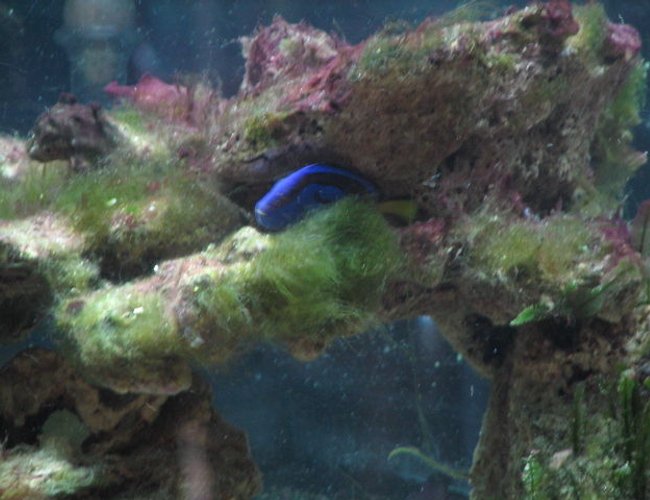 saltwater fish - paracanthurus hepatus - blue tang stocking in 55 gallons tank - "Bubbles" my blue hippo looking for a place to hide saltwater fish - paracanthurus hepatus - blue tang stocking in 55 gallons tank - "Bubbles" my blue hippo looking for a place to hide