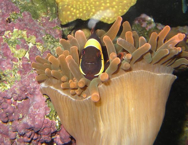 saltwater fish - premnas biaculeatus - maroon clownfish stocking in 450 gallons tank - -MAROONED- saltwater fish - premnas biaculeatus - maroon clownfish stocking in 450 gallons tank - -MAROONED-