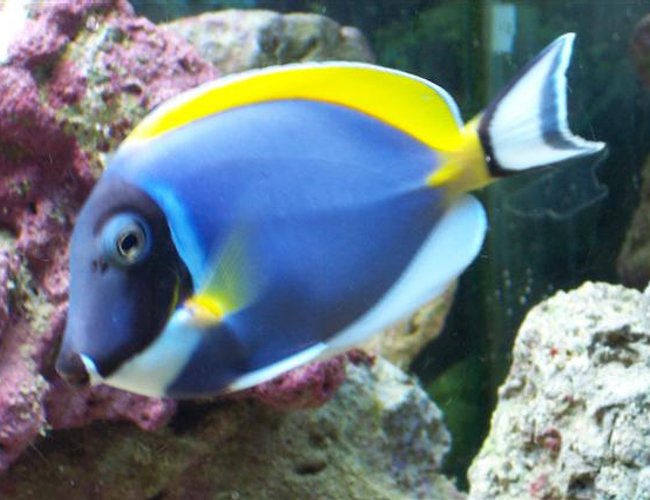 saltwater fish - acanthurus leucosternon - powder blue tang stocking in 75 gallons tank - one of my powder blue tangs saltwater fish - acanthurus leucosternon - powder blue tang stocking in 75 gallons tank - one of my powder blue tangs