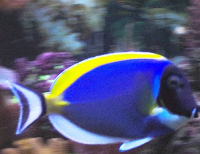 saltwater fish - acanthurus leucosternon - powder blue tang stocking in 75 gallons tank - this is my other powder blue tang saltwater fish - acanthurus leucosternon - powder blue tang stocking in 75 gallons tank - this is my other powder blue tang