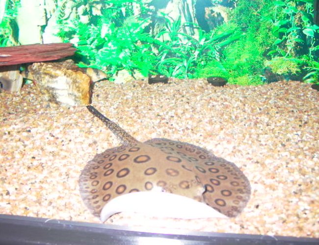saltwater fish - taeniura lymma - blue dot stingray stocking in 125 gallons tank - motoro sting ray saltwater fish - taeniura lymma - blue dot stingray stocking in 125 gallons tank - motoro sting ray