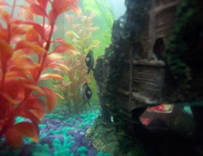 saltwater fish - dascyllus aruanus - three stripe damselfish stocking in 55 gallons tank - My 2 Three Stripe Damsels...! (Potato & Potahto) saltwater fish - dascyllus aruanus - three stripe damselfish stocking in 55 gallons tank - My 2 Three Stripe Damsels...! (Potato & Potahto)