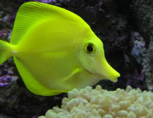 saltwater fish - zebrasoma flavescens - yellow tang - hawaii - My 2 Year Old YellowTang
85g (uk) Bow Front Tank, 4x54 T5 Luminare / Deltec Aqua+ Tubes, Deltec MCE600 Skimmer, Eheim Pro 3 Ex-Filter, TMC UV15, Tunze 6060 / Maxi-Jet 1200 PH Combo, Auto Top-Up, 3 Stage 6" DSB, Hydor ETH 300 heater. saltwater fish - zebrasoma flavescens - yellow tang - hawaii - My 2 Year Old YellowTang
85g (uk) Bow Front Tank, 4x54 T5 Luminare / Deltec Aqua+ Tubes, Deltec MCE600 Skimmer, Eheim Pro 3 Ex-Filter, TMC UV15, Tunze 6060 / Maxi-Jet 1200 PH Combo, Auto Top-Up, 3 Stage 6" DSB, Hydor ETH 300 heater.