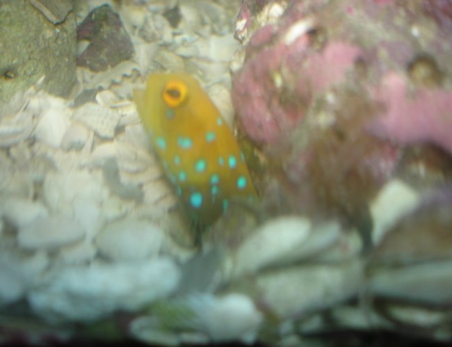 saltwater fish - lactoria cornuta - cowfish longhorn stocking in 55 gallons tank - blue spot jawfish saltwater fish - lactoria cornuta - cowfish longhorn stocking in 55 gallons tank - blue spot jawfish