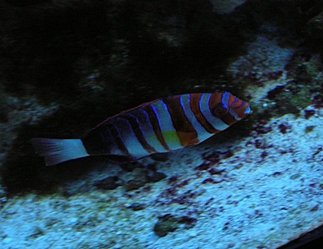 saltwater fish - choerodon fasciatus - harlequin tusk stocking in 125 gallons tank - Harlequin Tusk saltwater fish - choerodon fasciatus - harlequin tusk stocking in 125 gallons tank - Harlequin Tusk