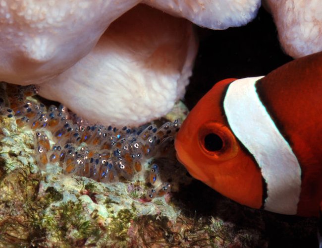 saltwater fish - amphiprion percula - true percula clownfish stocking in 125 gallons tank - Percula clown with new hatch saltwater fish - amphiprion percula - true percula clownfish stocking in 125 gallons tank - Percula clown with new hatch