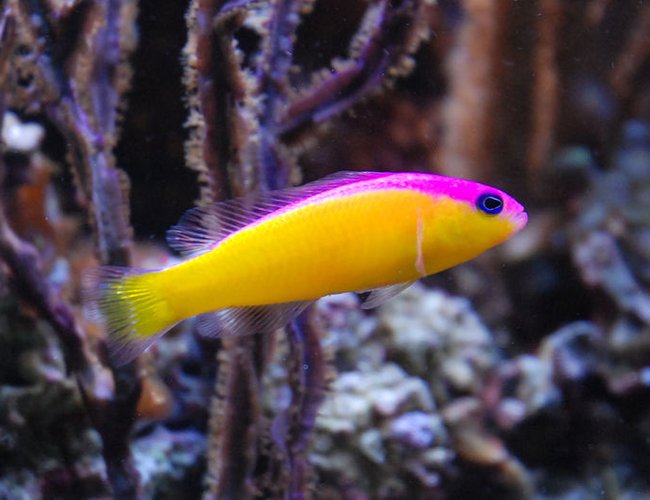 saltwater fish - pseudochromis diadema - purple stripe pseudochromis stocking in 125 gallons tank - Pseudochromis diadema saltwater fish - pseudochromis diadema - purple stripe pseudochromis stocking in 125 gallons tank - Pseudochromis diadema