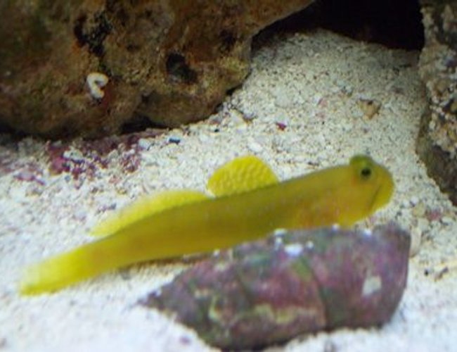 saltwater fish - cryptocentrus cinctus - yellow watchman goby stocking in 20 gallons tank - Yellow Watchmen Goby saltwater fish - cryptocentrus cinctus - yellow watchman goby stocking in 20 gallons tank - Yellow Watchmen Goby